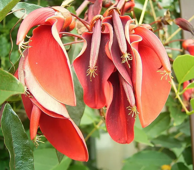 flora del litoral argentino - Qué es el Litoral en Argentina
