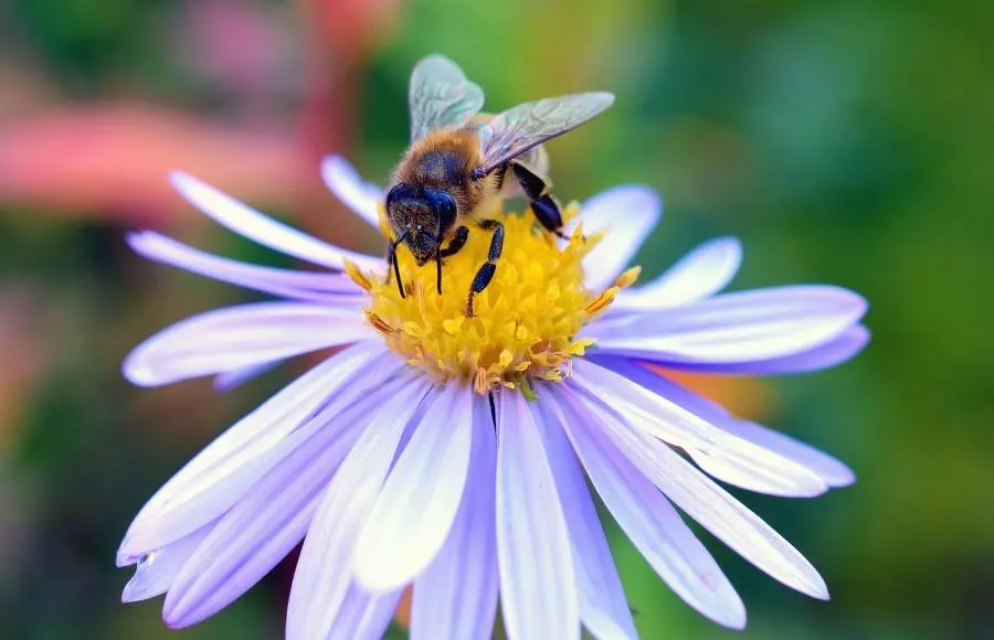 ¿Qué sacan las abejas de las flores? - Qué es el néctar y el polen que sacan las abejas de las flores - Qué es el néctar y el polen