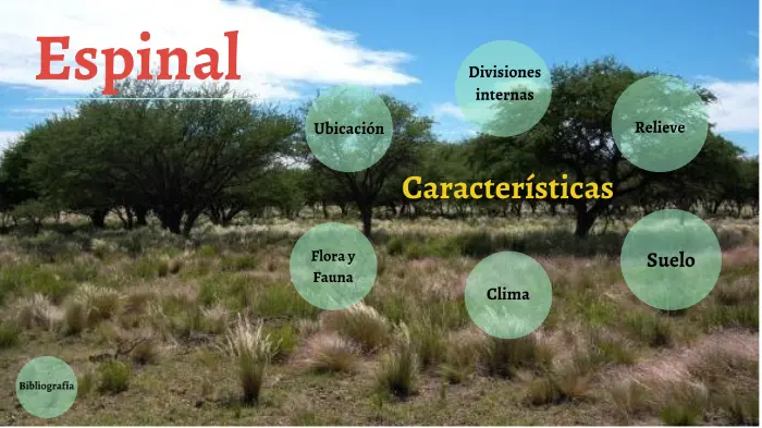 Flora del Espinal: Un tesoro natural en peligro - Qué es Espinal del Sur flora del espinal - Qué es Espinal del Sur