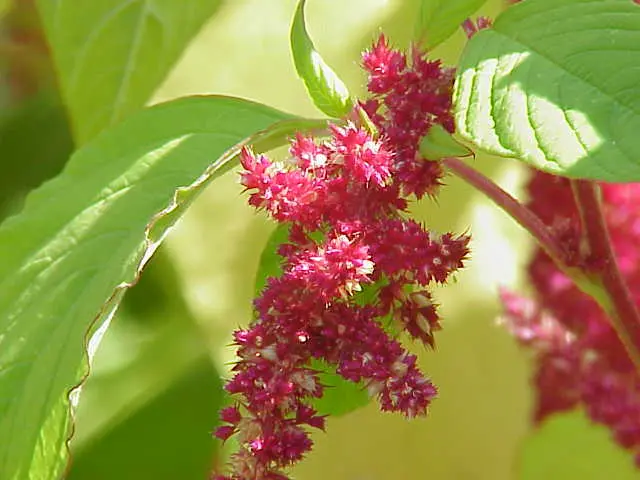 Flor de Amaranto: Propiedades y Beneficios para la Salud - Qué es flores de amaranto flor de amaranto propiedades - Qué es flores de amaranto