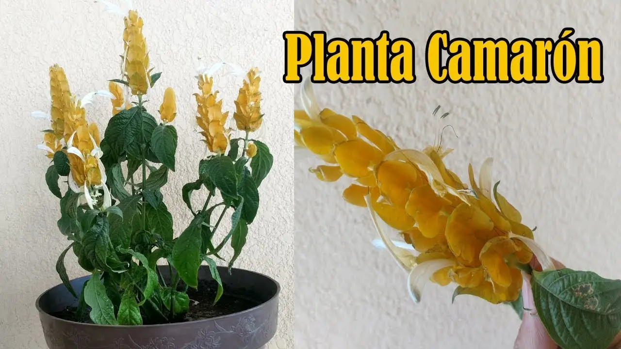 Flor de camarón usos medicinales - Qué es hoja de camarón flor de camarón usos medicinales - Qué es hoja de camarón