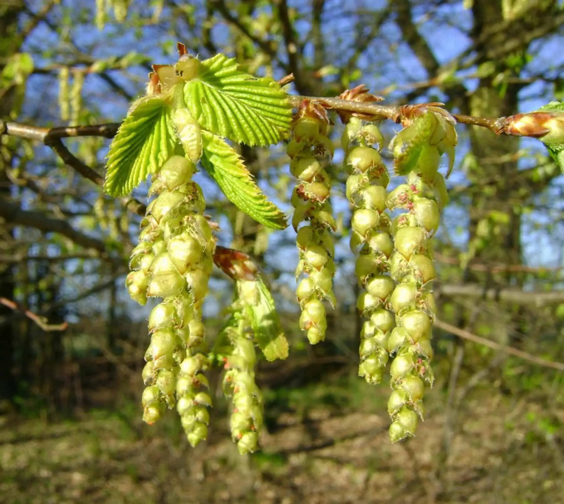 Hornbeam: La energía de las flores - Qué es Hojarazo hornbeam la energía de las flores - Qué es Hojarazo