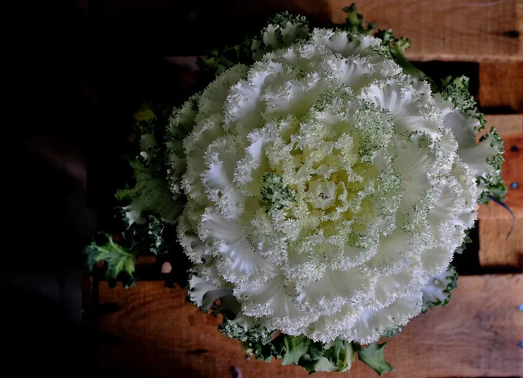 flor de espuma - Qué es la Ageratina en México
