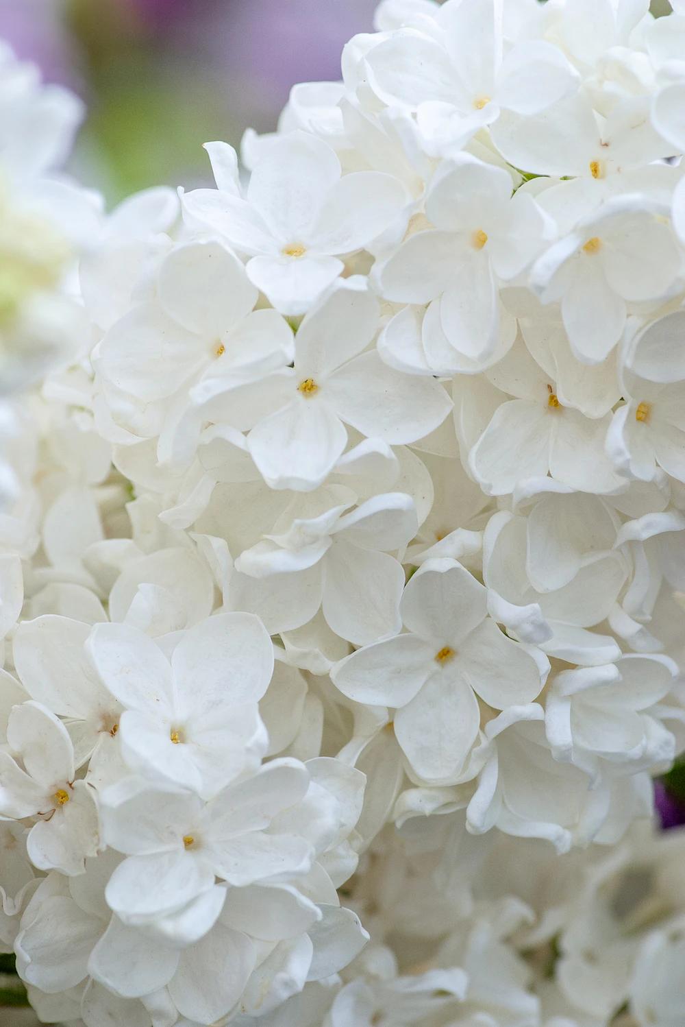 Fondo flor blanca: una belleza natural para tus proyectos - Qué es la flor blanca fondo flor blanca - Qué es la flor blanca