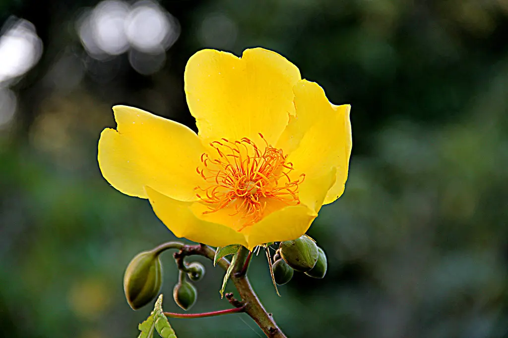 flor de poro - Qué es la Flor de Bucare