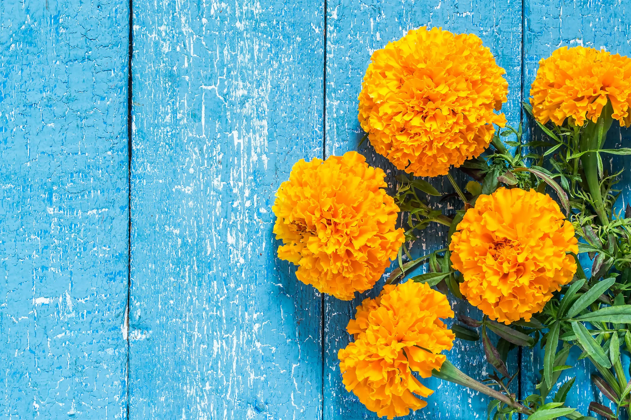 Flor de Caléndula: Beneficios y Usos - Qué es la flor de caléndula flor de calendula para que sirve - Qué es la flor de caléndula