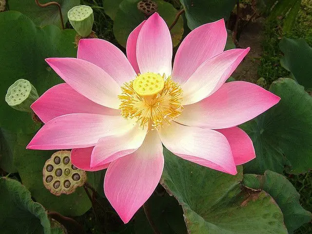 Lotus: Las flores de California - Qué es la flor de loto lotus flores de california - Qué es la flor de loto