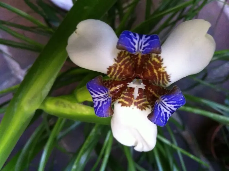 flor que solo vive un dia - Qué es la flor de un día