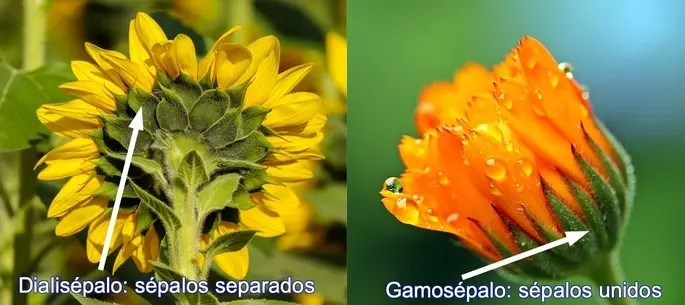 flores gamosepalos - Qué es la flor Gamosepala