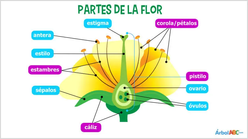 partes de la flor y sus funciones - Qué es la flor y sus partes para niños de primaria
