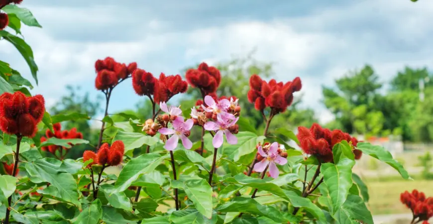 La flora de la República Dominicana - Qué es la flora de la Isla de Santo Domingo la flora de republica dominicana - Qué es la flora de la Isla de Santo Domingo