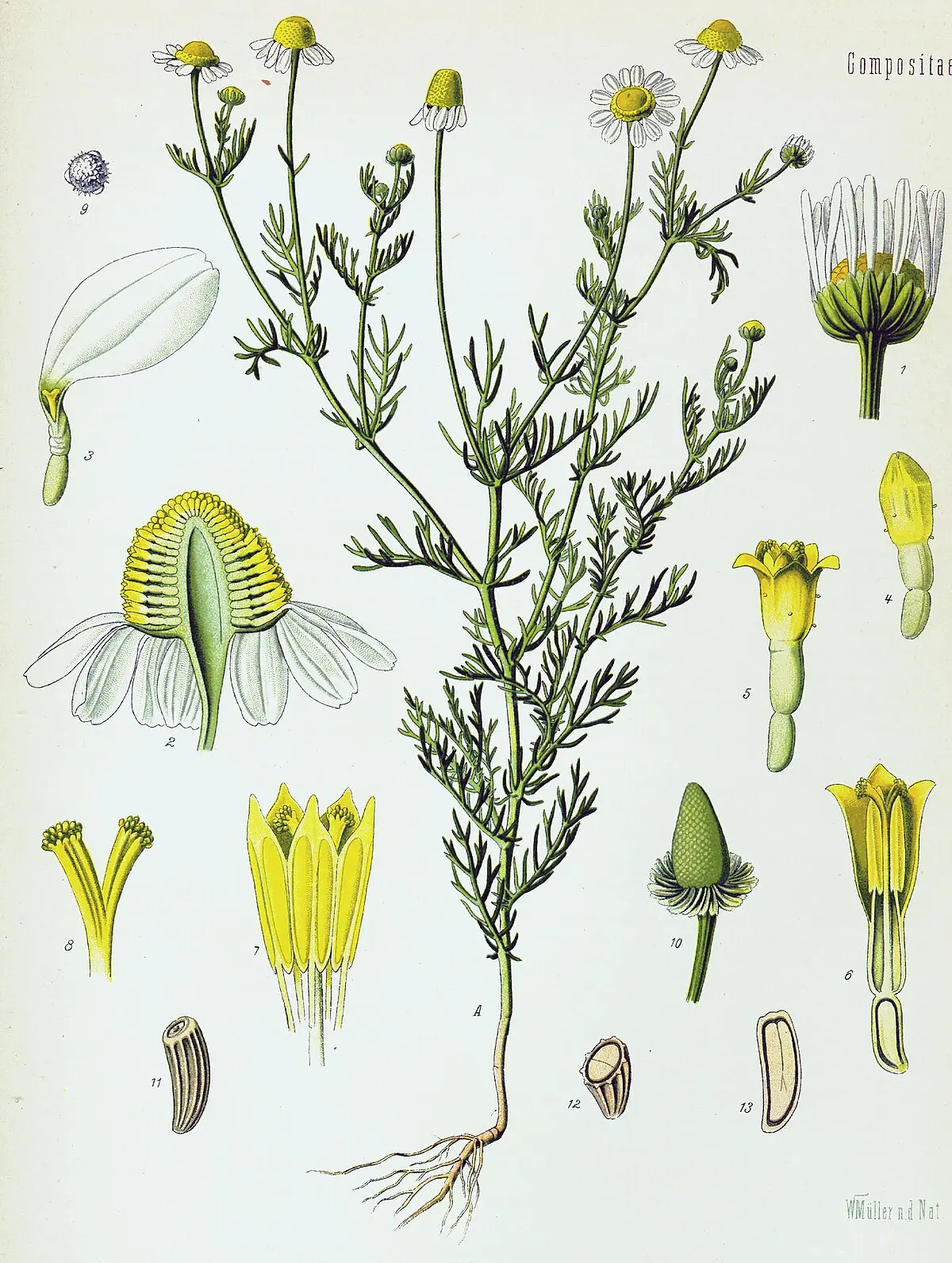 Flor de Matricaria: Una planta con múltiples beneficios - Qué es la Matricaria y para qué sirve flor de matricaria - Qué es la Matricaria y para qué sirve