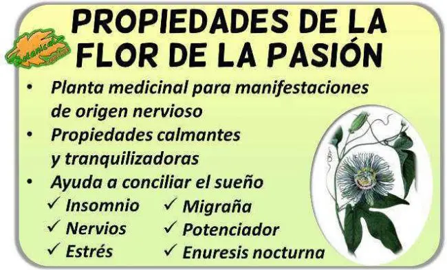 Flor de la pasión: para qué sirve y beneficios - Qué es la pasión y para qué sirve flor de la pasion para que sirve - Qué es la pasión y para qué sirve