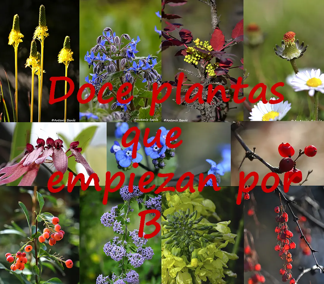 Flores con B larga - Qué es la planta B flores con b larga - Qué es la planta B