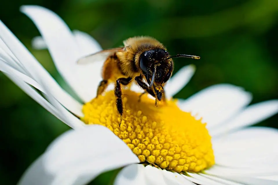 Qué es la polinización de las flores - Qué es la polinización y cuál es su importancia que es la polinización de las flores - Qué es la polinización y cuál es su importancia