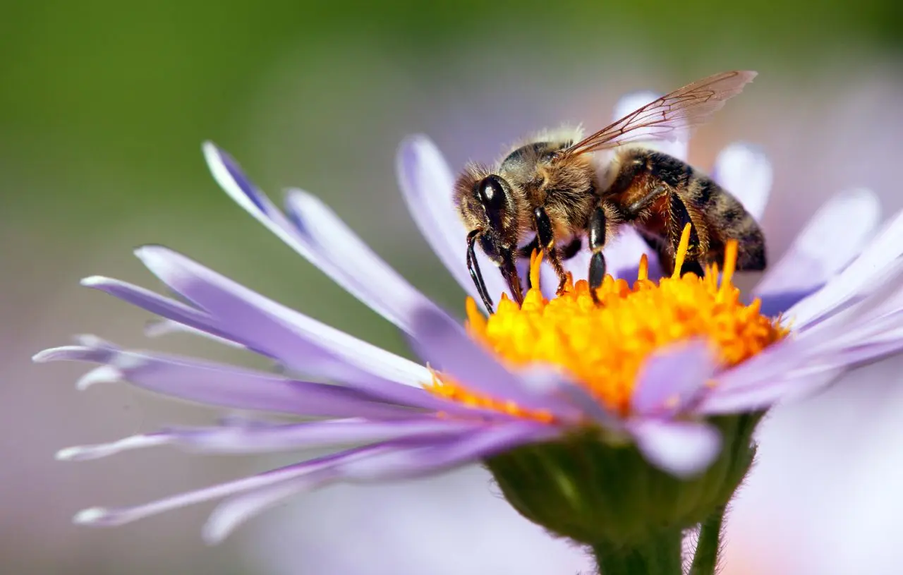 imagenes de abejas con flores - Qué es lo que atrae a las abejas