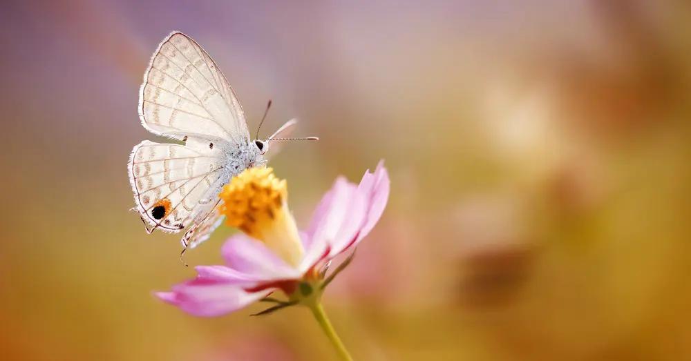¿Qué atrae a los insectos de las flores? - Qué es lo que atrae a los insectos de las plantas que atrae a los insectos de las flores - Qué es lo que atrae a los insectos de las plantas