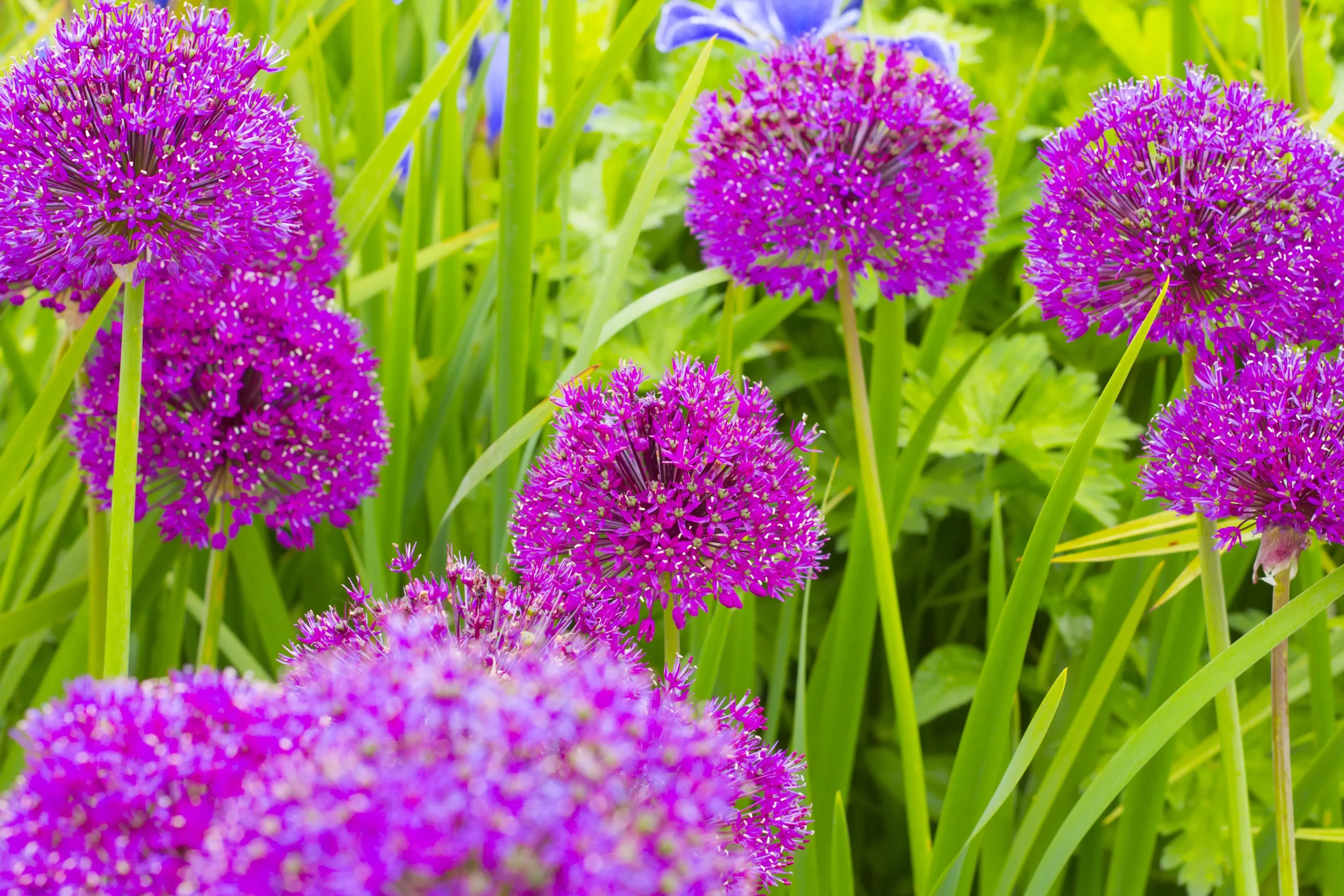 La flora de Inglaterra: una belleza natural - Qué es lo que caracteriza a Inglaterra flora inglaterra - Qué es lo que caracteriza a Inglaterra