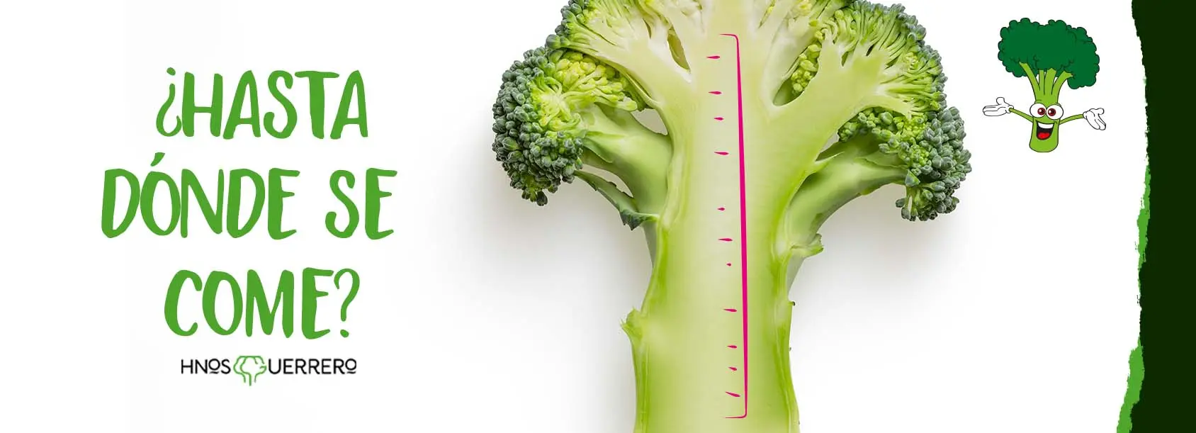 flor de brocoli comestible - Qué es lo que se come del brócoli