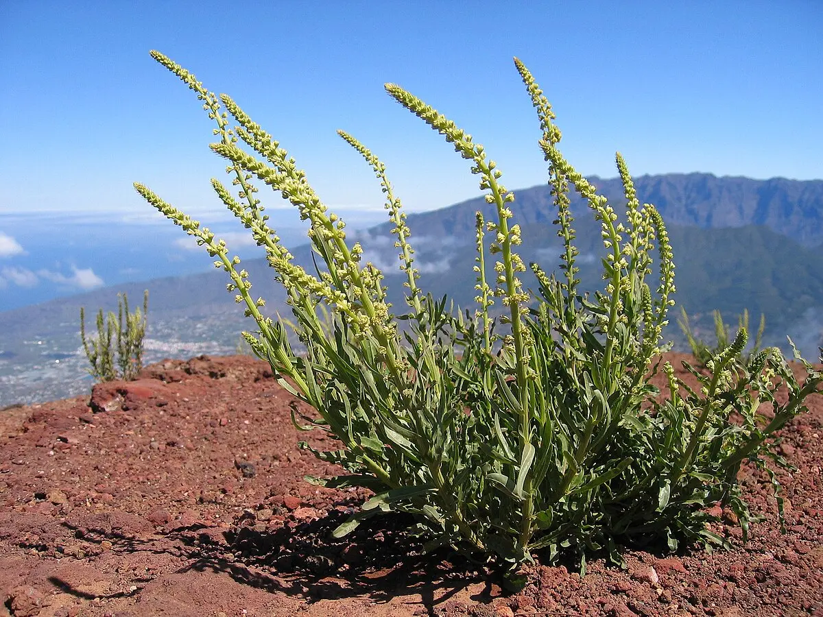 Flores Gualdas: Belleza amarilla en la naturaleza - Qué es Luteola flores gualdas - Qué es Luteola