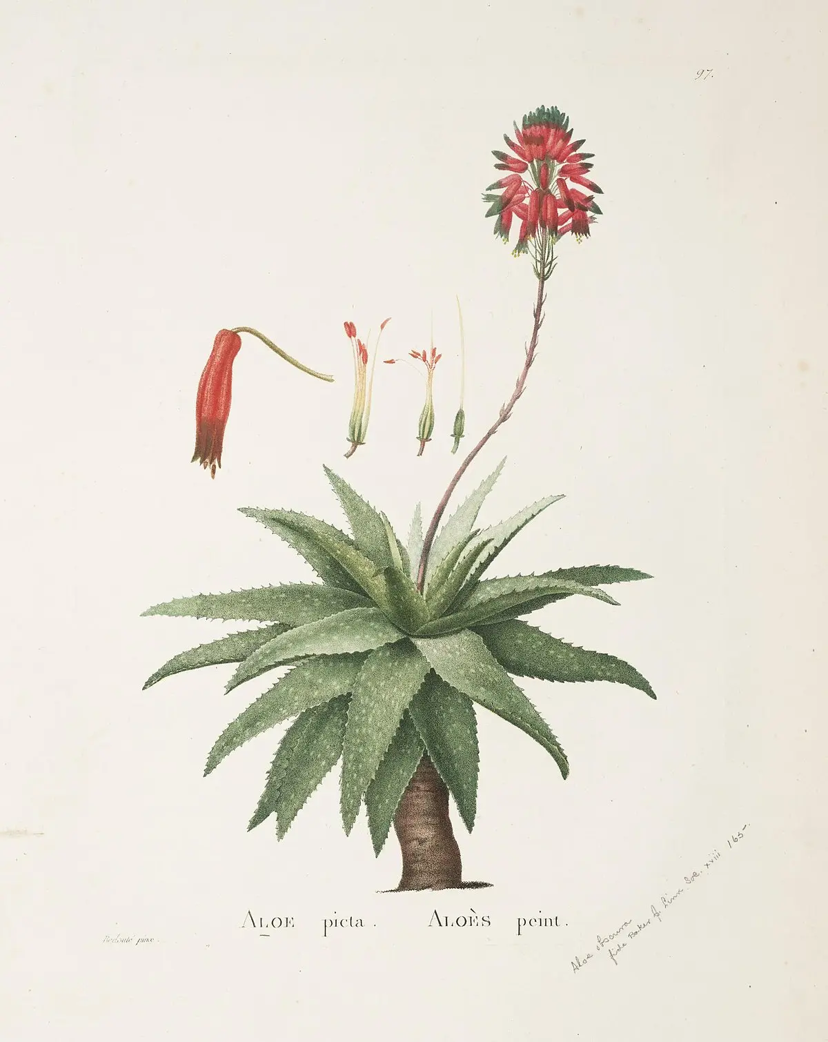 aloe saponaria flor - Qué es maculata
