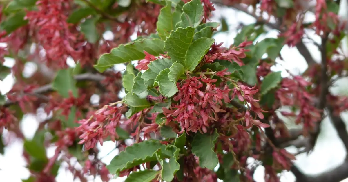 Bosque serrano: Flora y fauna - Qué es un bosque serrano bosque serrano flora y fauna - Qué es un bosque serrano