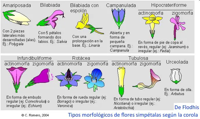 flor zigomorfa - Qué es una flor Aciclica