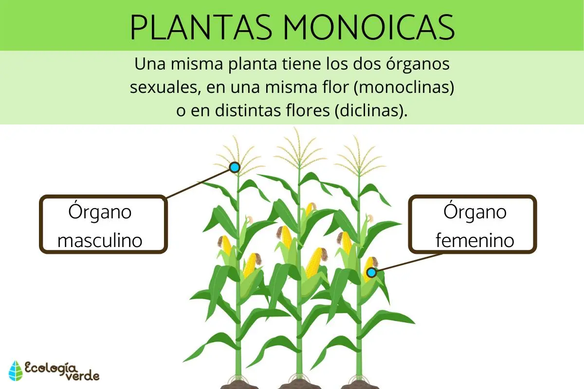 Flores Diclina - Qué es una flor Diclina flores diclinas - Qué es una flor Diclina