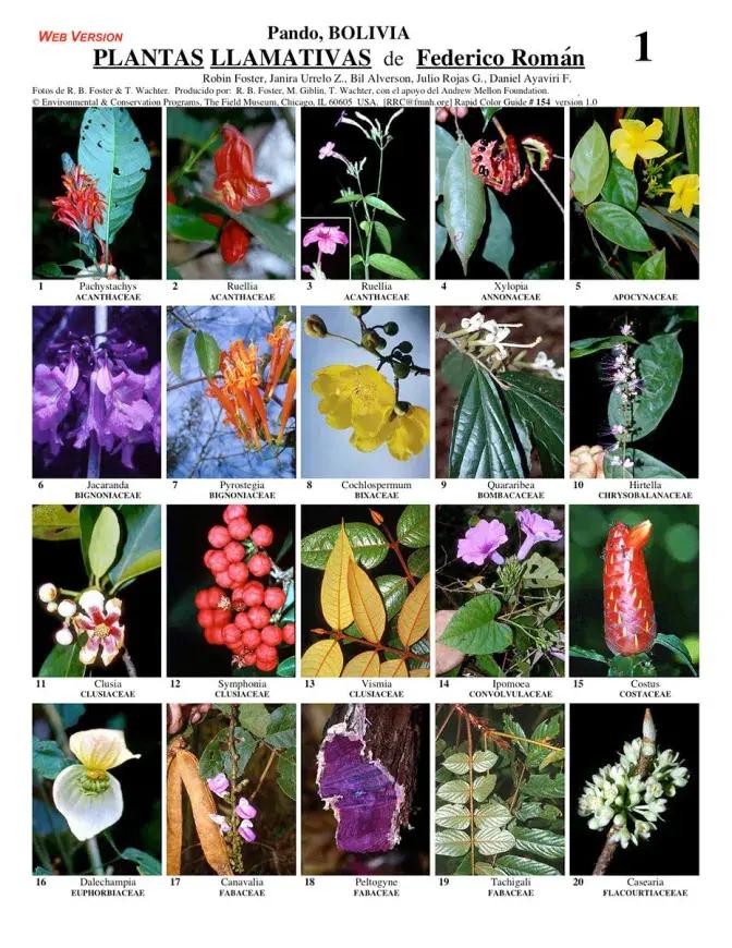 flores conspicuas - Qué es una flor estéril