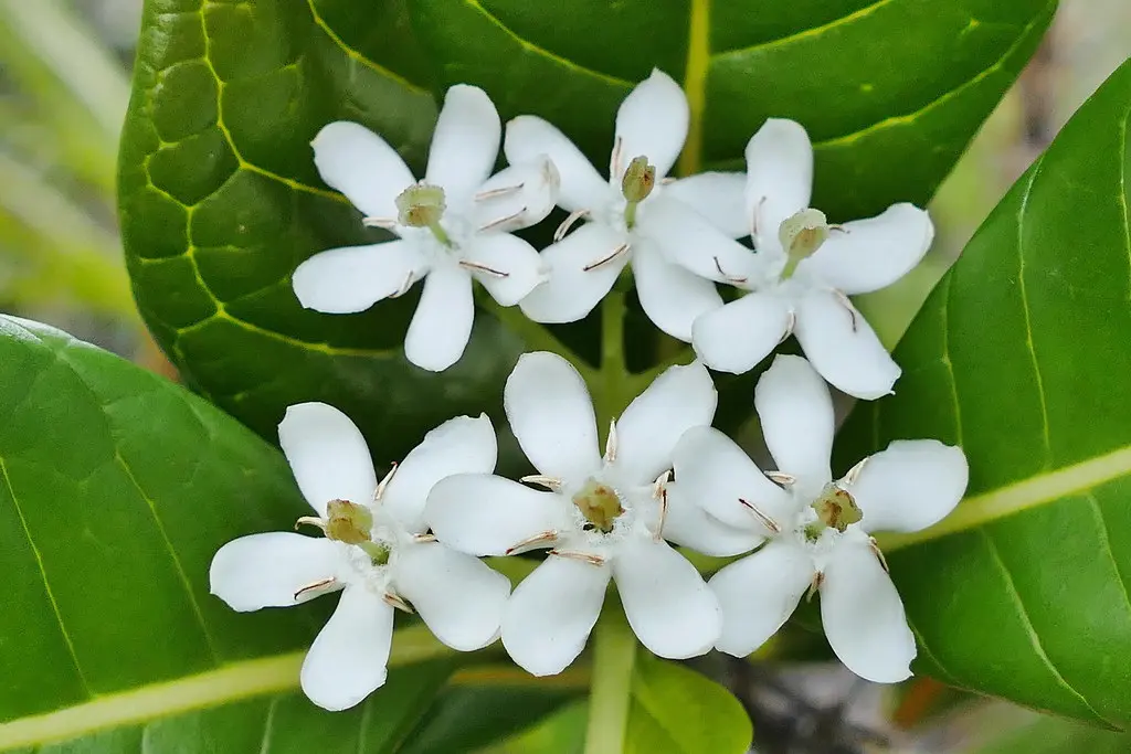 Flor Hexamera - Qué es una flor Hexamera flor hexamera - Qué es una flor Hexamera