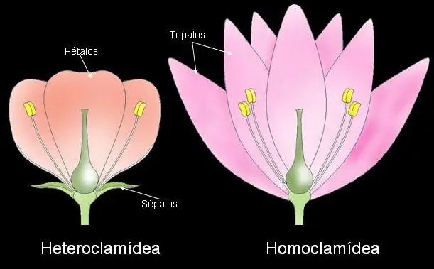 flores masculino o femenino - Qué es una flor RAE