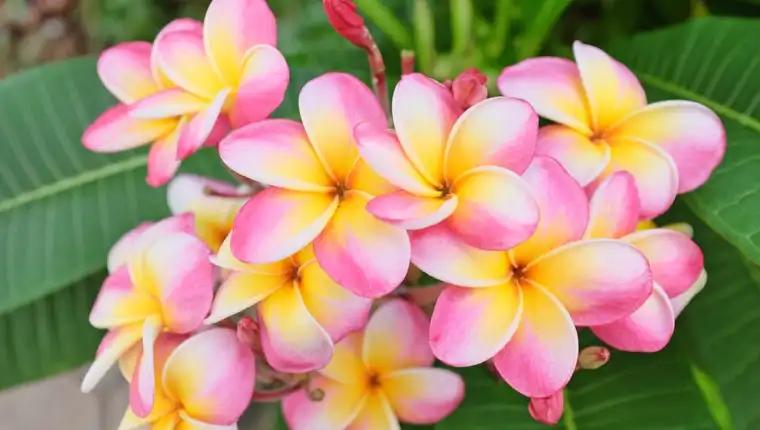 La Rosa de Mayo: Una Flor de Belleza Destacada - Qué es una rosa de mayo rosa de mayo flor - Qué es una rosa de mayo