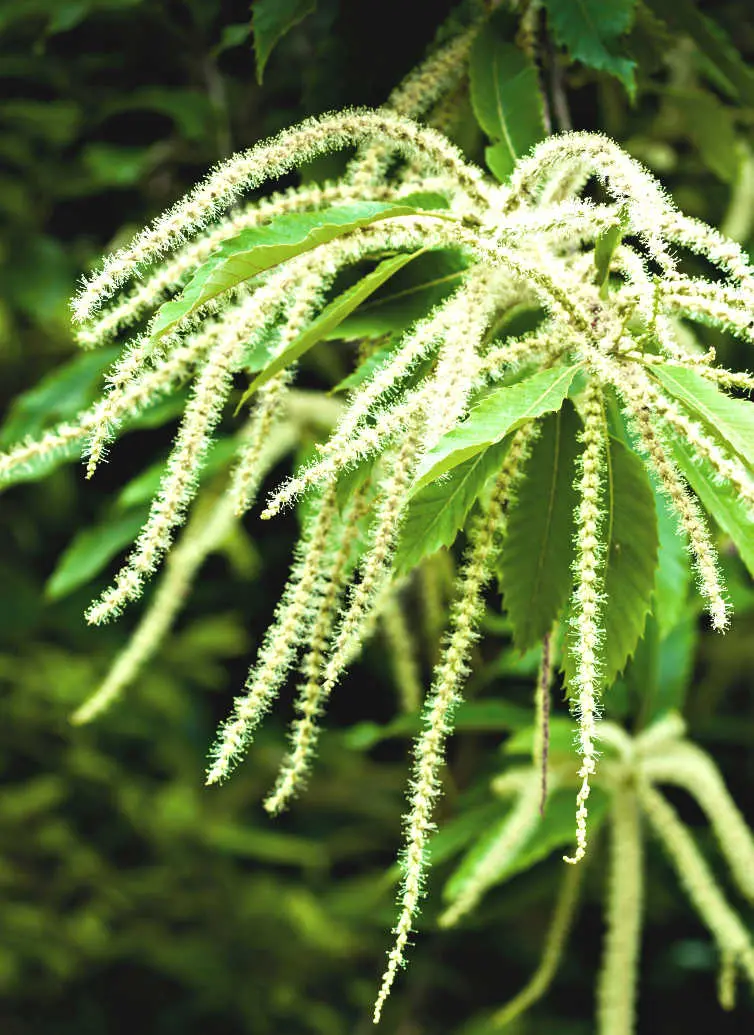 sweet chestnut flores de bach - Qué es White Chestnut