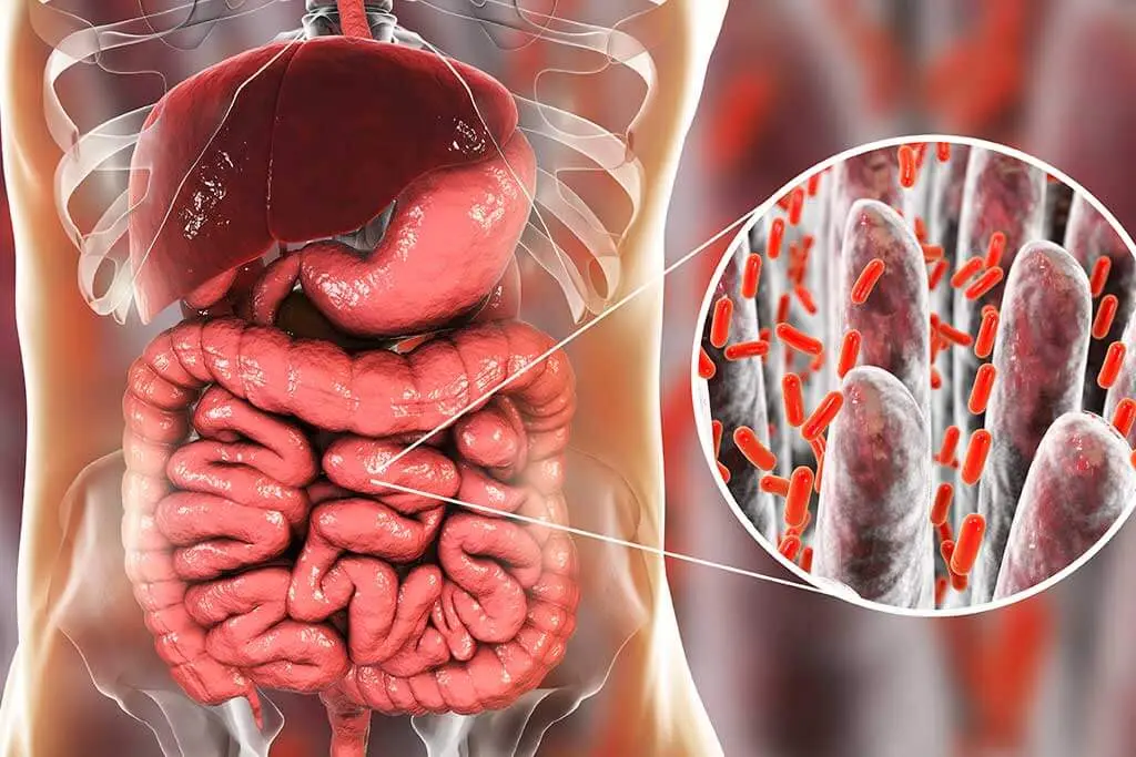 ¿Cómo se forma la flora intestinal? - Qué es y de qué está formada la flora intestinal como se forma la flora intestinal - Qué es y de qué está formada la flora intestinal