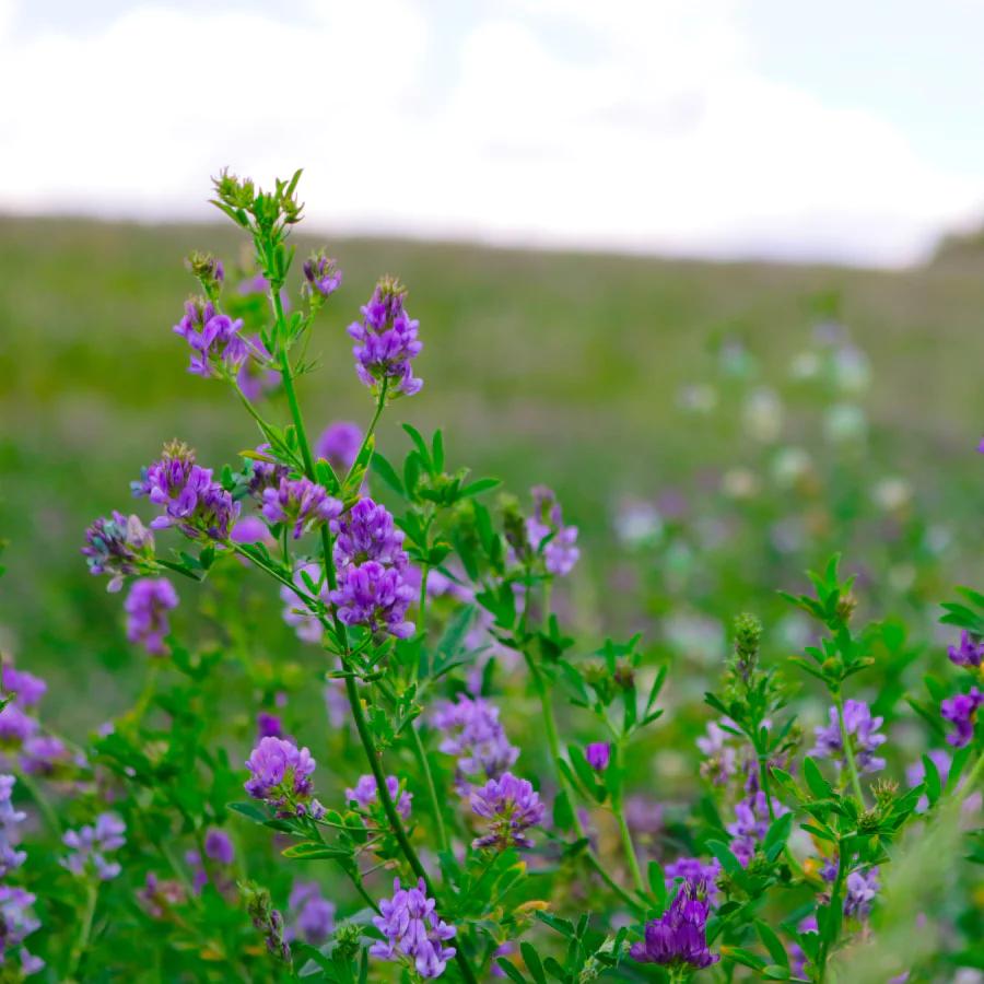 alfalfa flor - Qué es y para qué sirve la alfalfa
