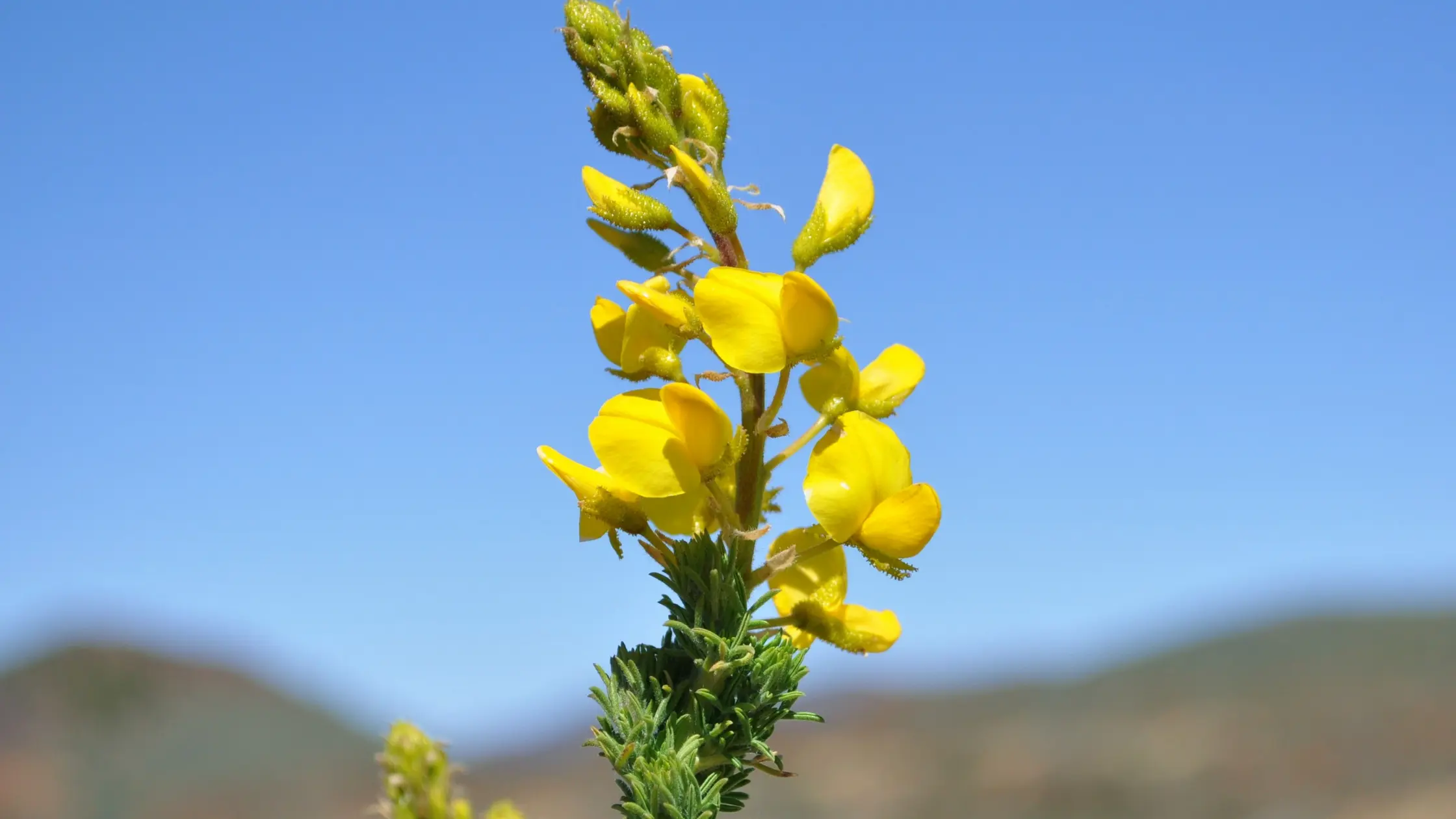 amarillo flor de retama - Qué es y para qué sirve la retama