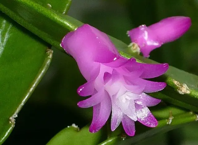 Cuál es el género de las flores - Qué especie son las flores cual es el genero de flores - Qué especie son las flores