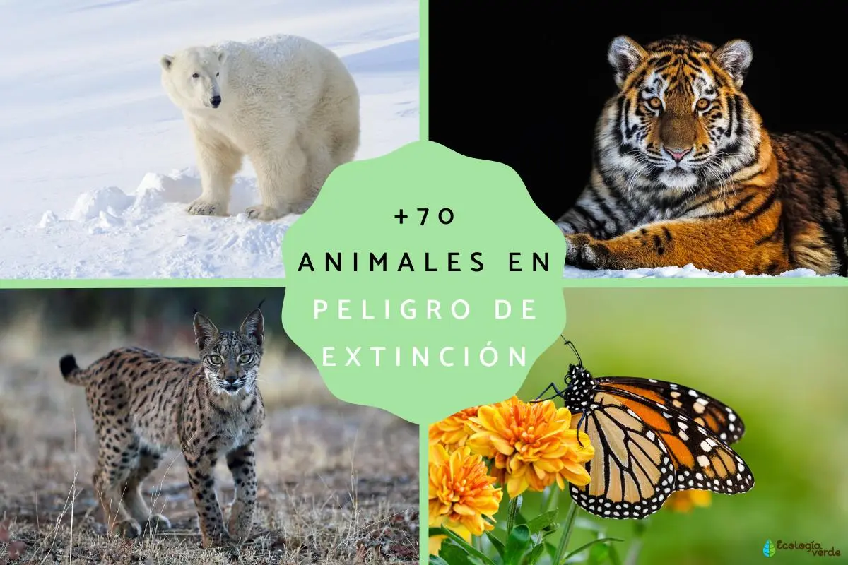 Flora y fauna en peligro de extinción en Perú - Qué especies de flora y fauna están en peligro de extinción Perú flora y fauna en peligro de extincion - Qué especies de flora y fauna están en peligro de extinción Perú