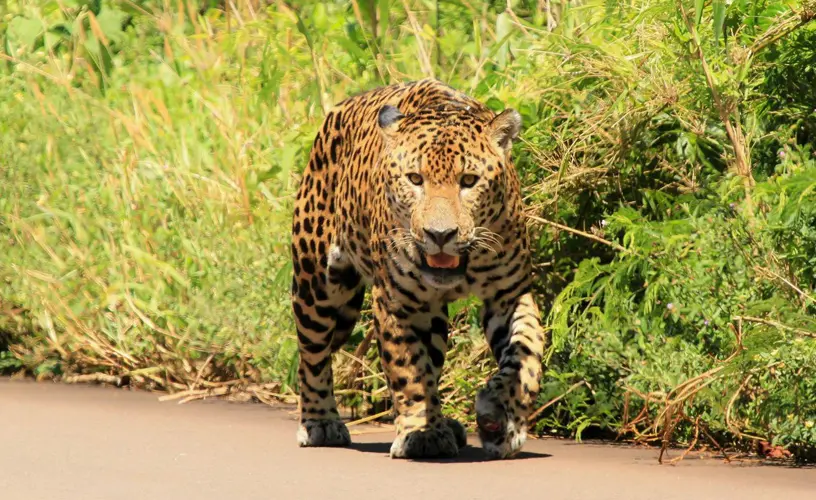 Monumento Natural Yaguareté: Flora y Fauna - Qué especies de mamíferos son consideradas monumento provinciales en Argentina monumento natural yaguarete flora y fauna - Qué especies de mamíferos son consideradas monumento provinciales en Argentina