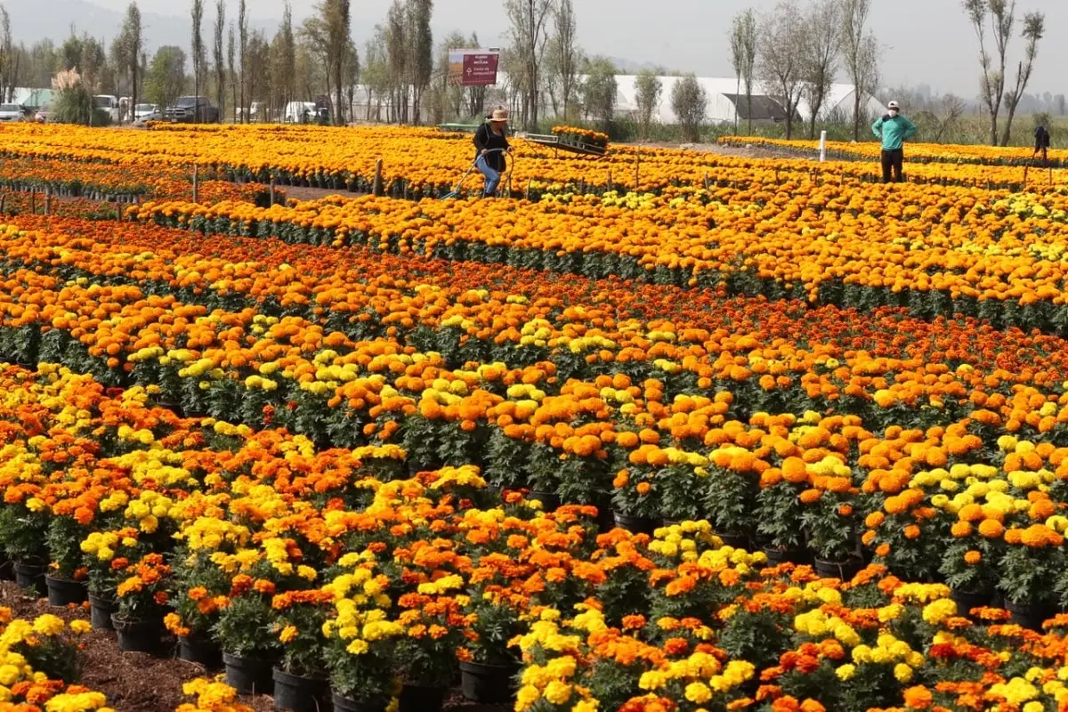 La Flor de Terciopelo: Significado y Cuidados - Qué fecha se siembra la flor de terciopelo flor de terciopelo - Qué fecha se siembra la flor de terciopelo