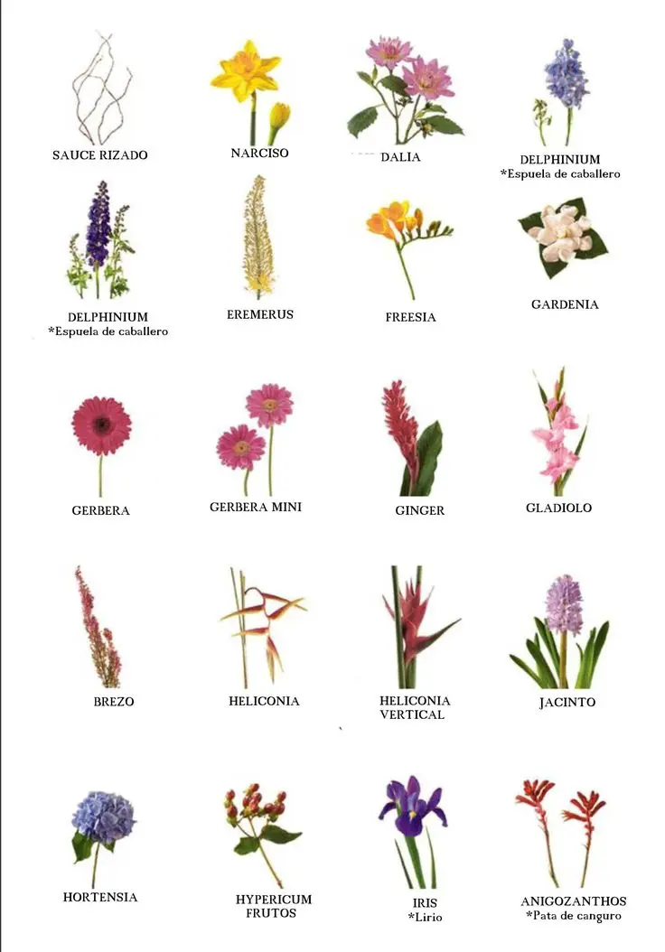 flores con b larga - Qué flor empieza con B