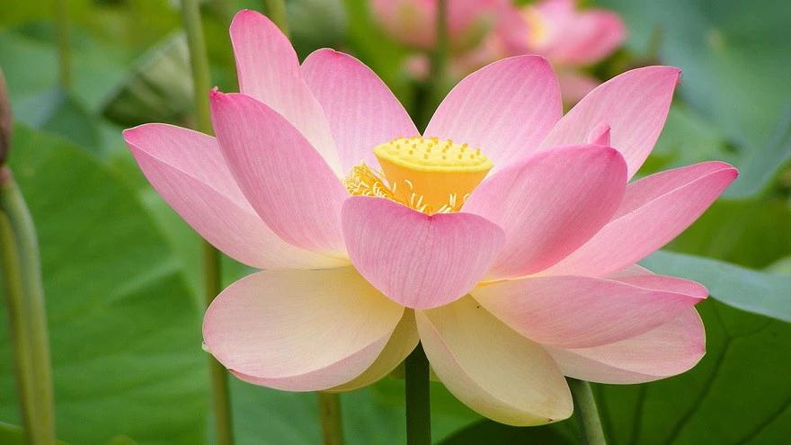 ¿Qué flor representa a la mujer? - Qué flor representa a una mujer fuerte que flor representa a la mujer - Qué flor representa a una mujer fuerte