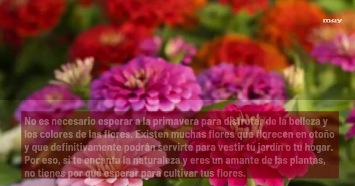 Flor en otoño: cuidados y plantas recomendadas - Qué flor se dan en octubre flor en otoño - Qué flor se dan en octubre