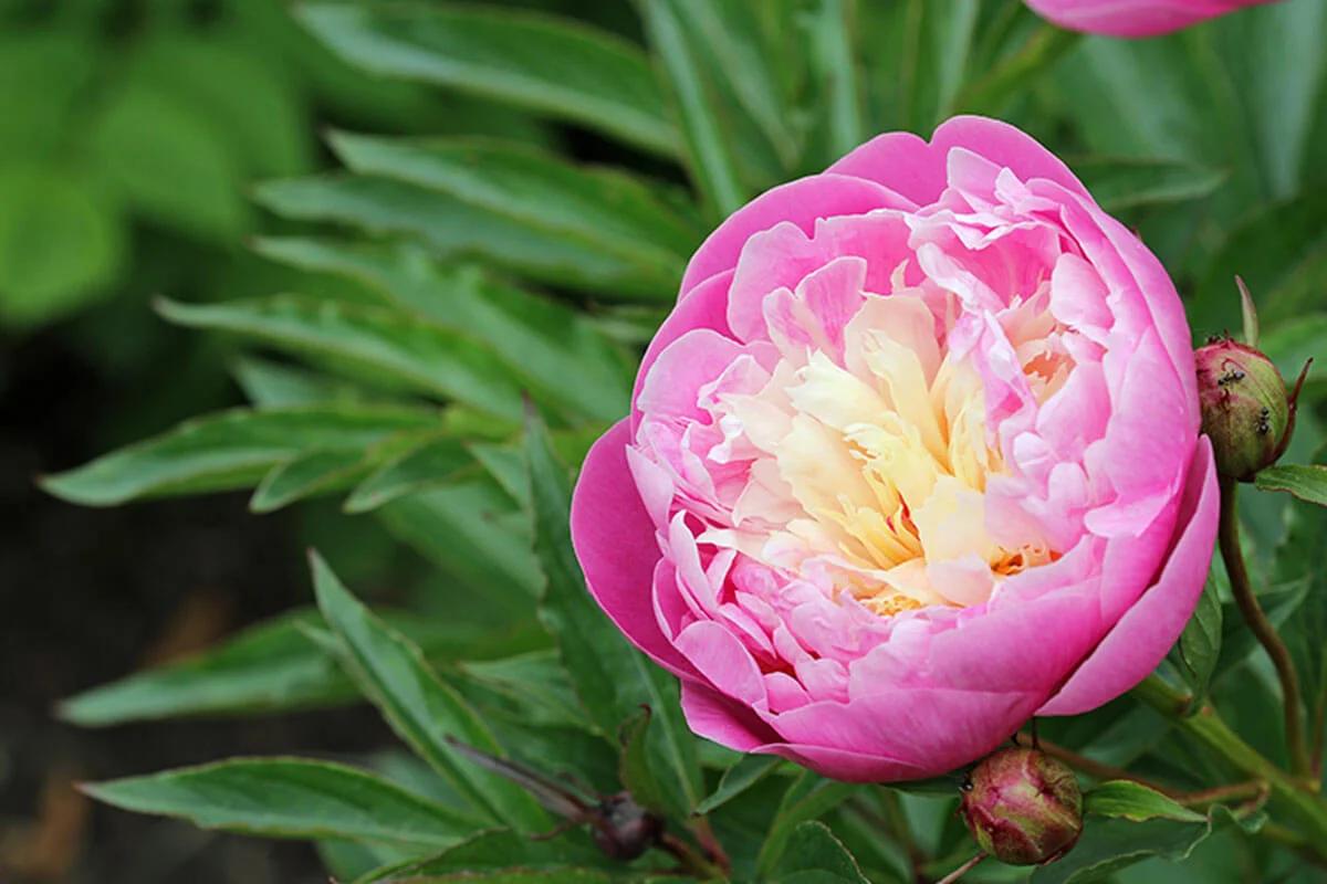 Flores parecidas a las rosas: Belleza y elegancia en diferentes formas - Qué flor se parece a los tulipanes flores parecidas a las rosas - Qué flor se parece a los tulipanes