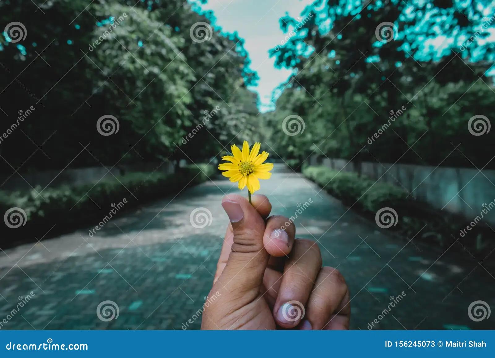 Persona Agarrando una Flor: El Significado Detrás de las Flores - Qué flor simboliza el amor belleza y sensualidad persona agarrando una flor - Qué flor simboliza el amor belleza y sensualidad