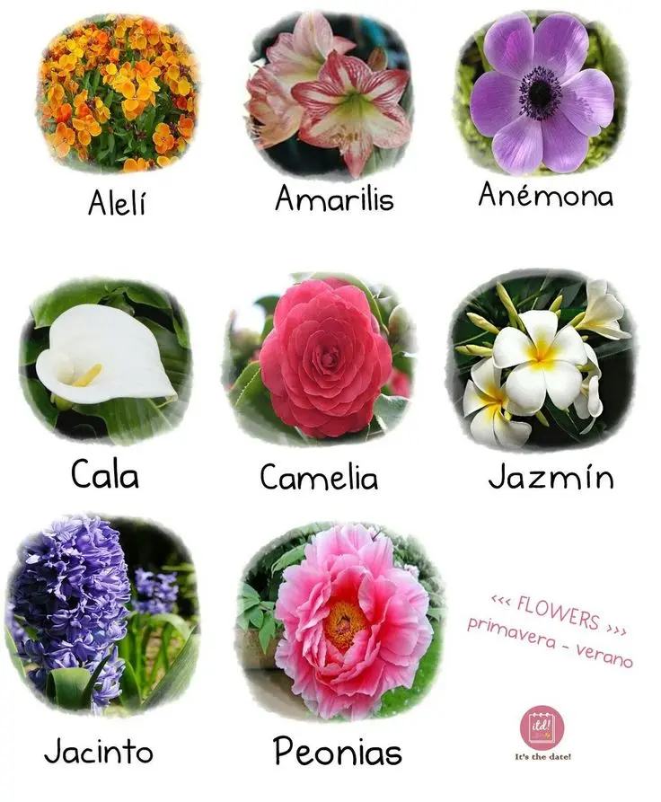 nombres de flores para bebes - Qué flor simboliza la niñez