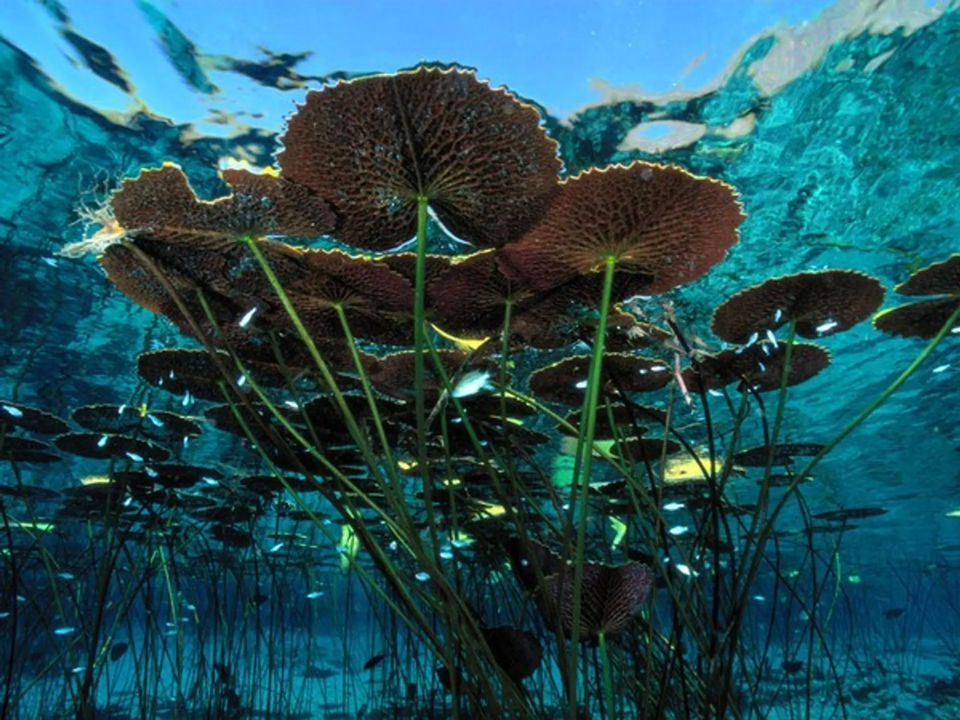 Flora y fauna de agua dulce - Qué flora hay en agua dulce fauna y flora de agua dulce - Qué flora hay en agua dulce