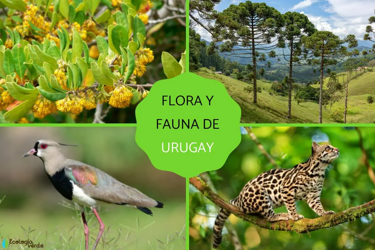 La flora de Uruguay: Un tesoro natural - Qué flora hay en las costas de Uruguay la flora de uruguay - Qué flora hay en las costas de Uruguay