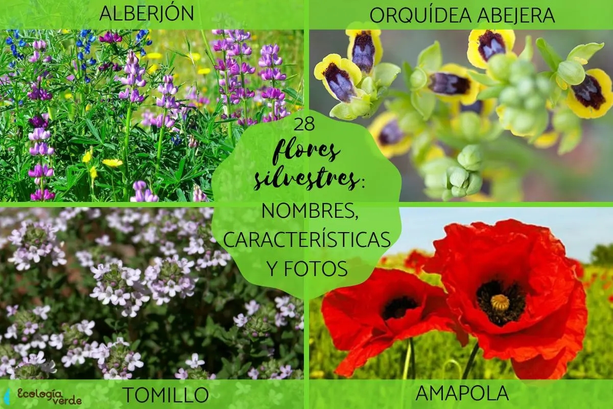 Flora silvestre: Ejemplos de la belleza natural - Qué flora silvestre flora silvestre ejemplos - Qué flora silvestre