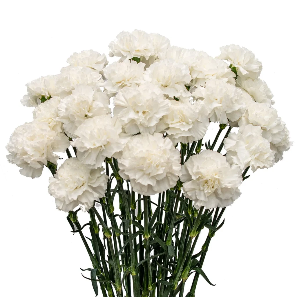 Flores Blancas Y Claveles Belleza Y